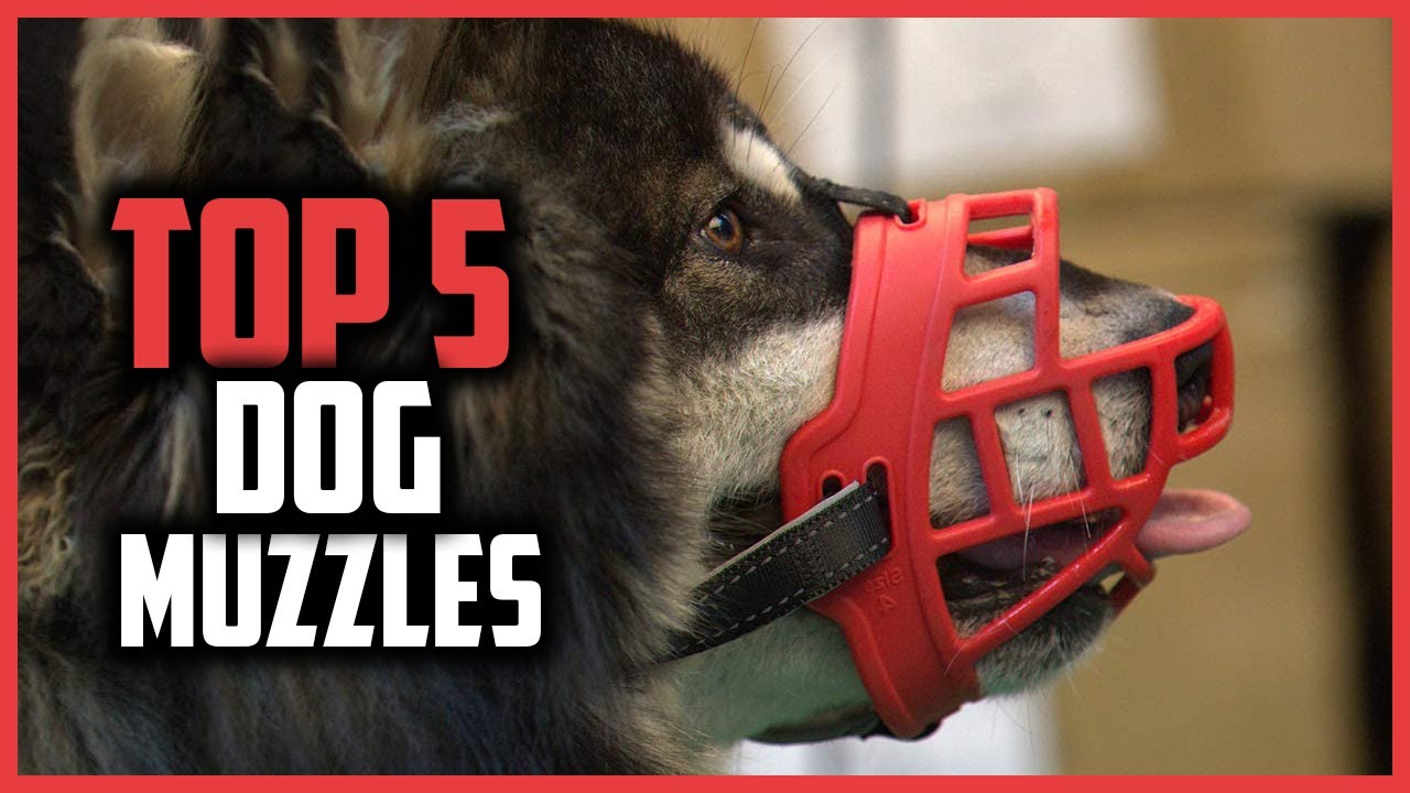 ✅Top 5 Best Dog Muzzles Reviews of 2024