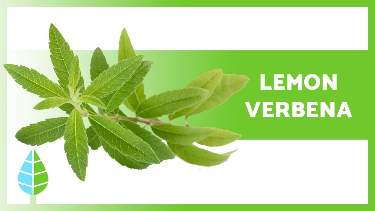 BENEFITS of LEMON VERBENA 🌿 (Properties, How to Take it and Contraindications)