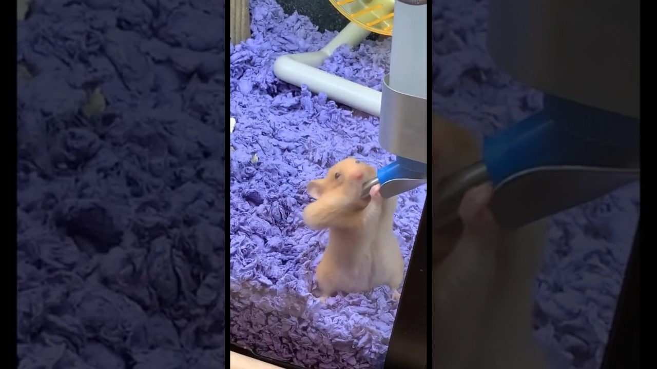 hamster sunroof trend lol #hamsters #sunroof #thirsty #trend #music #love #nostalgia #officialvideo