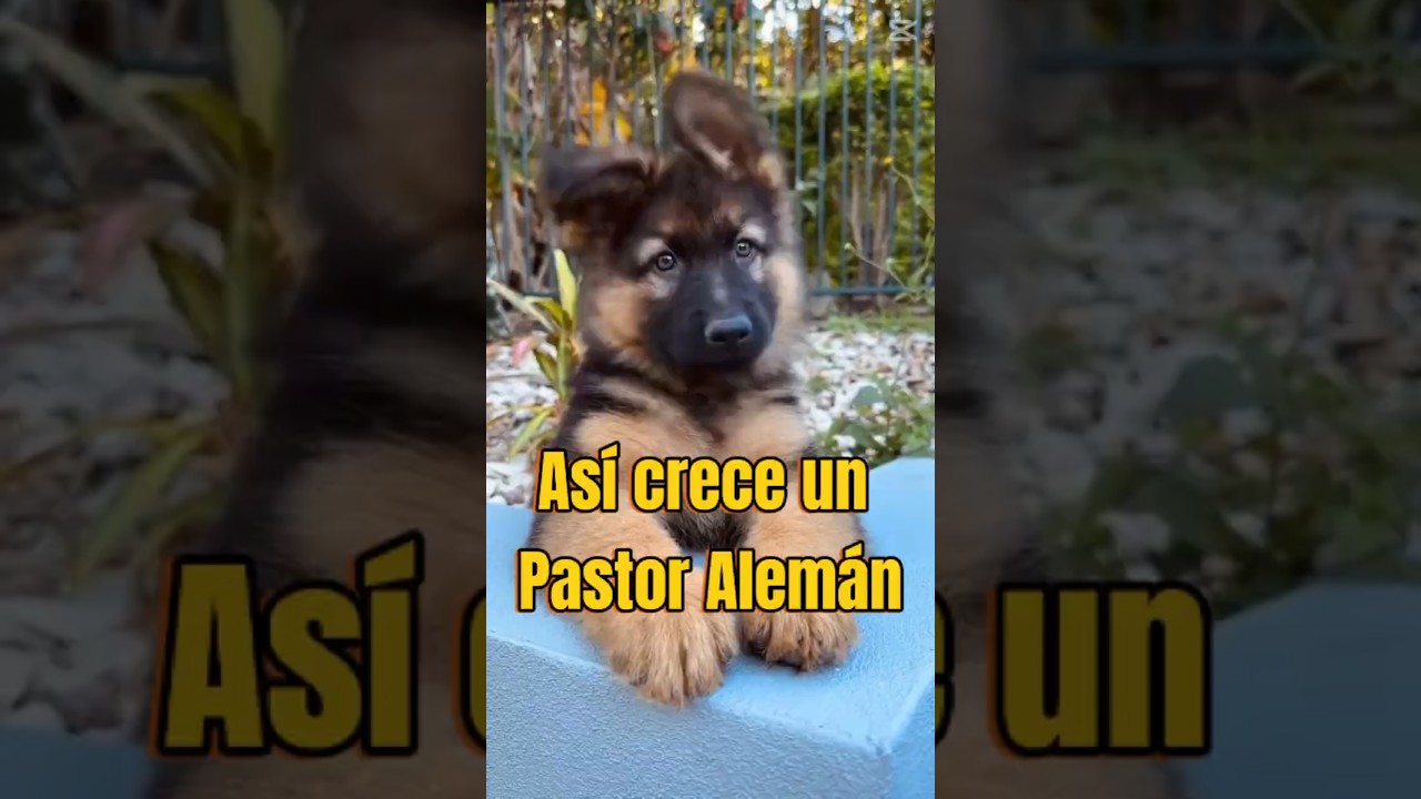 ¡Así es como crece un Pastor Alemán!