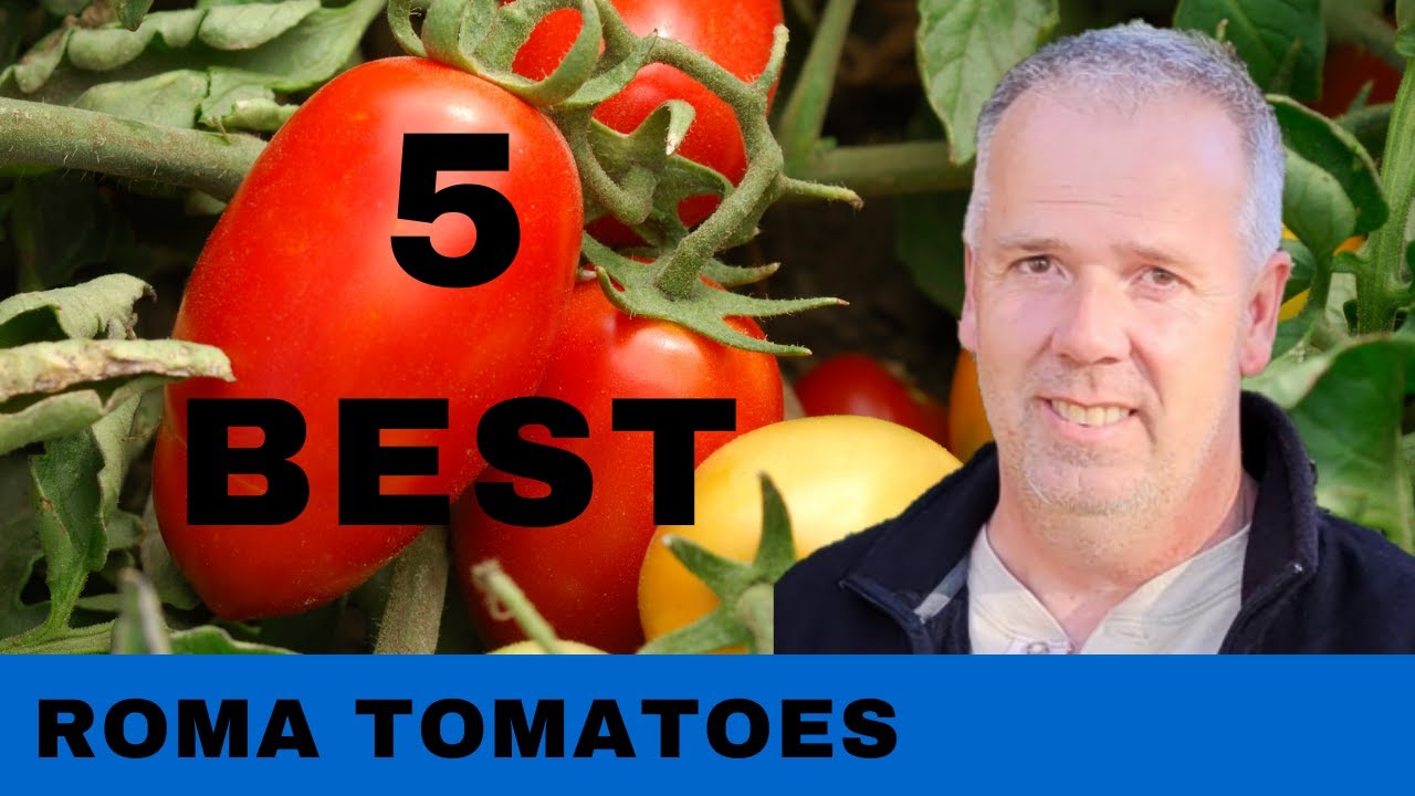 What are the Best Roma Tomatoes to grow in a Garden 2022