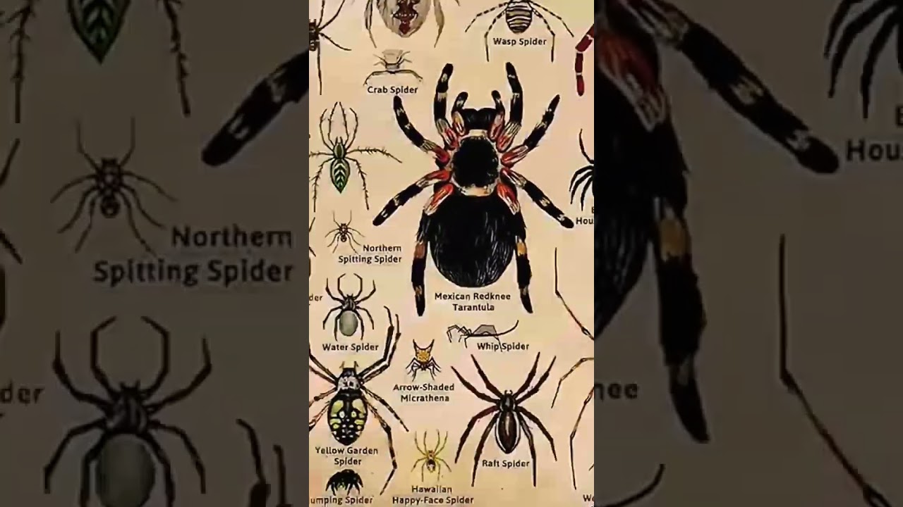 Types of spider ! Part 8 | the black house spider #spider #viral