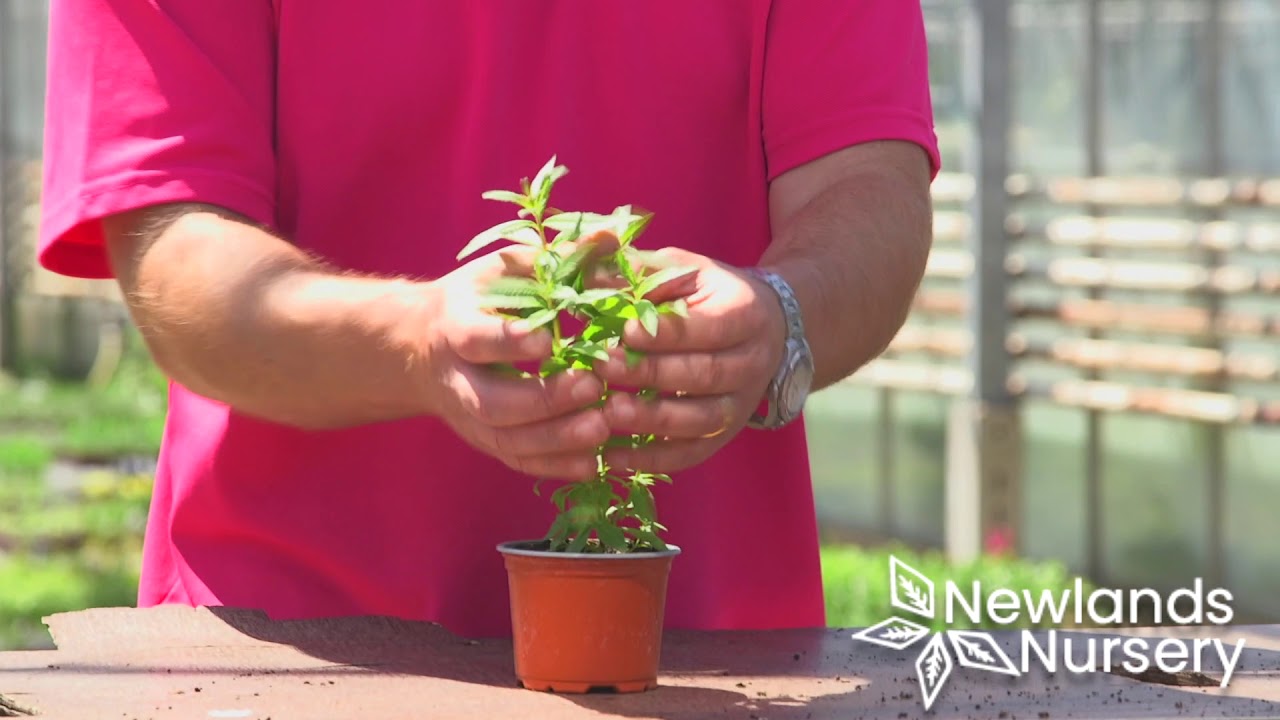 Lemon Verbena Starter Plants - Newlands Nursery