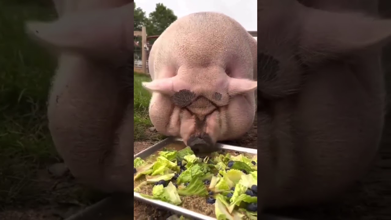 Big Fat Pig Eating