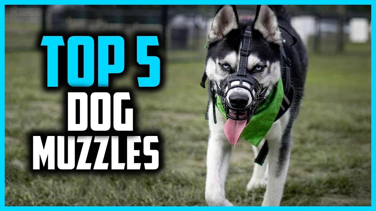 ✅Top 5 Best Dog Muzzles in 2025