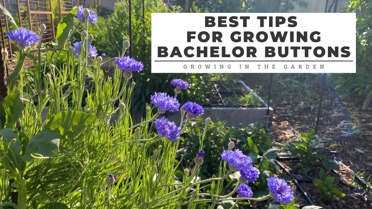 Best Tips for Growing BACHELOR BUTTONS: Growing in the Garden