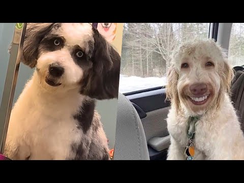 How to Know a Skinwalker Dog Explained in 8 Minutes