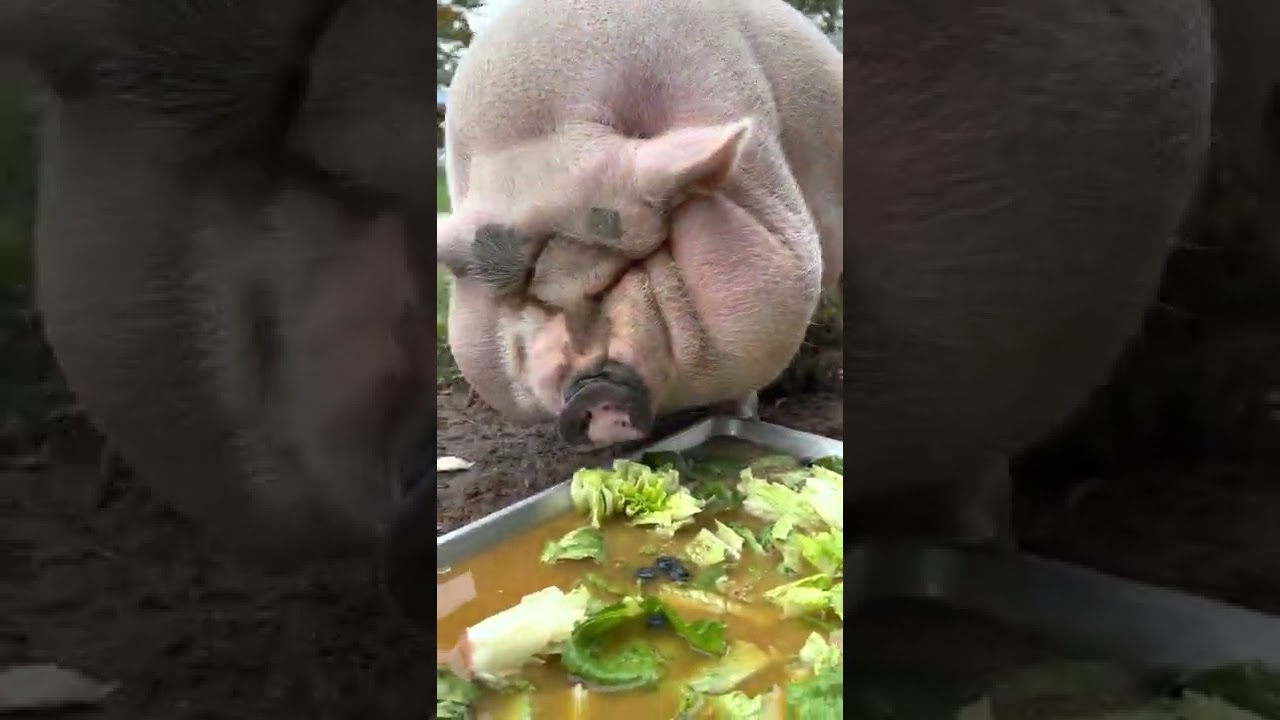 Obese pig? Losing weight with healthy food! #shorts #youtubeshorts