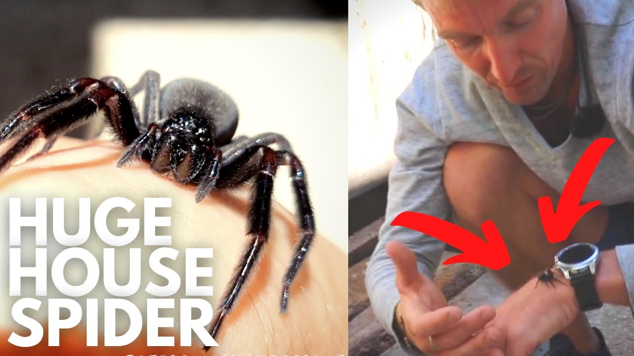 BLACK HOUSE SPIDER - Wildlife Wednesday #1 | Pete Ockleshaw