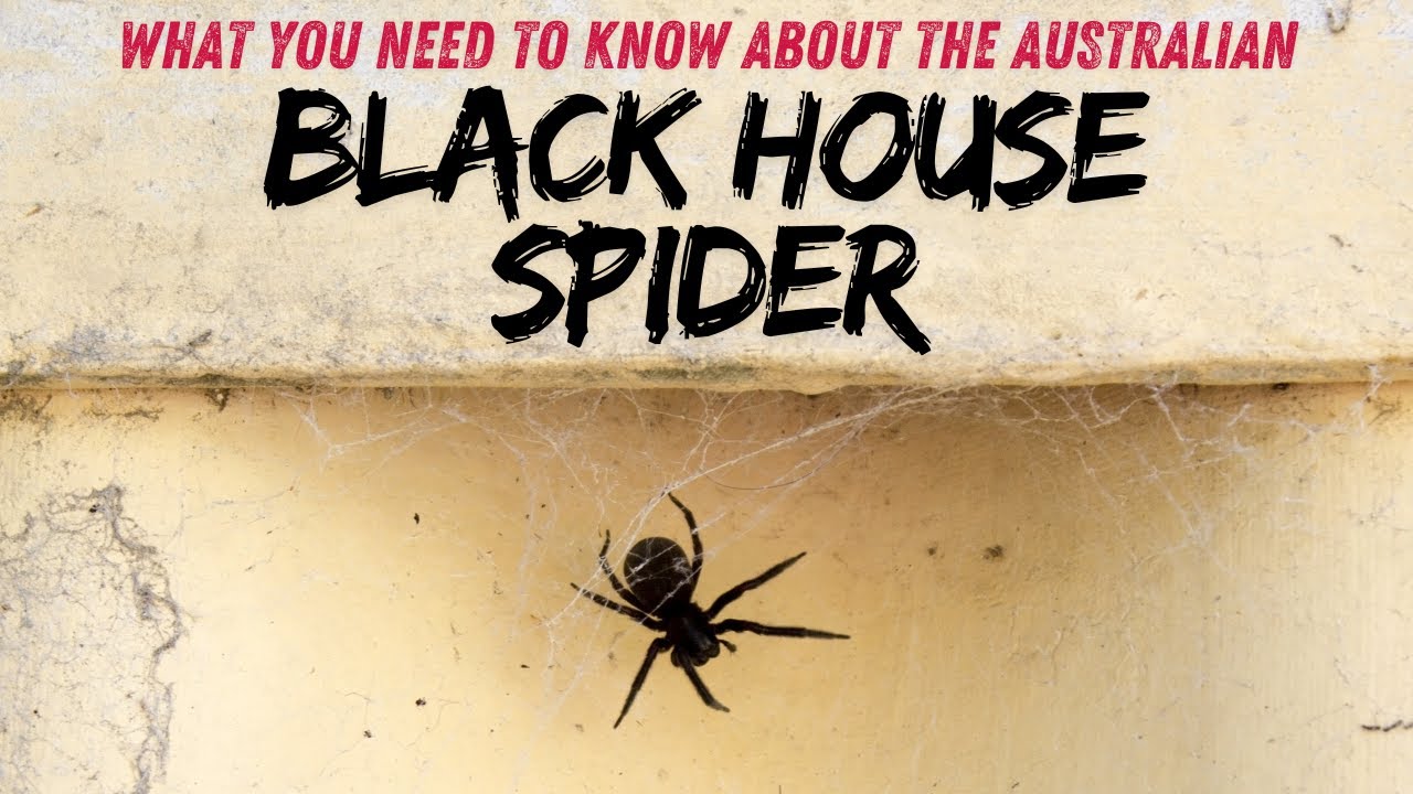 Black House Spider: What You Need to Know About This Common Australian Spider