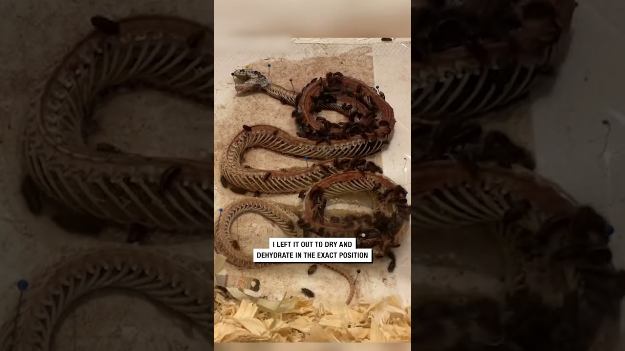 This woman has a dead snake skeleton on display! 😮🐍 - 🎥 @ExoticPetVet