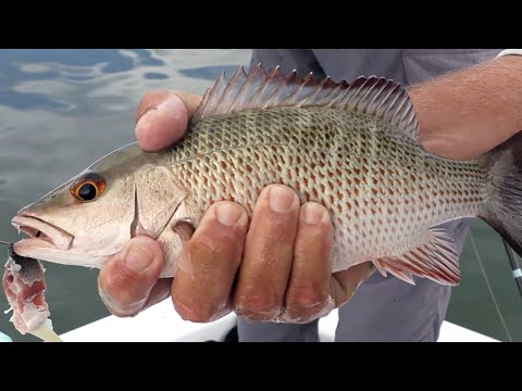 2 Tricks To Catching Big Mangrove Snapper Inshore