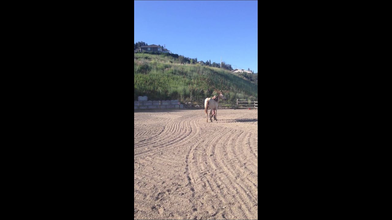 1 kitty video