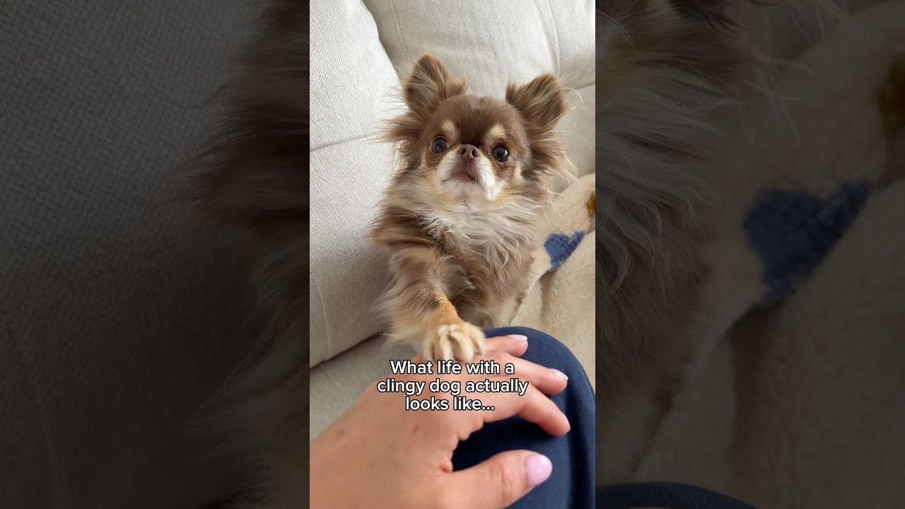 Intense Reality of Owning a Clingy Dog 😬