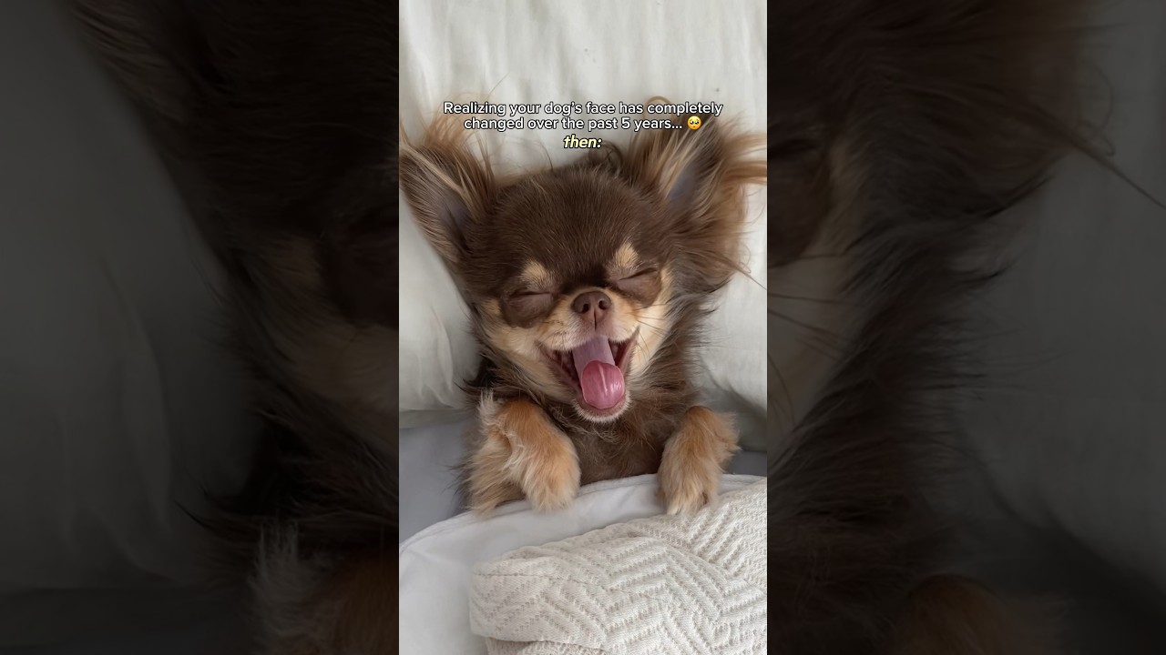 Chihuahua Transformation: Unbelievably Cute 🥹❤️