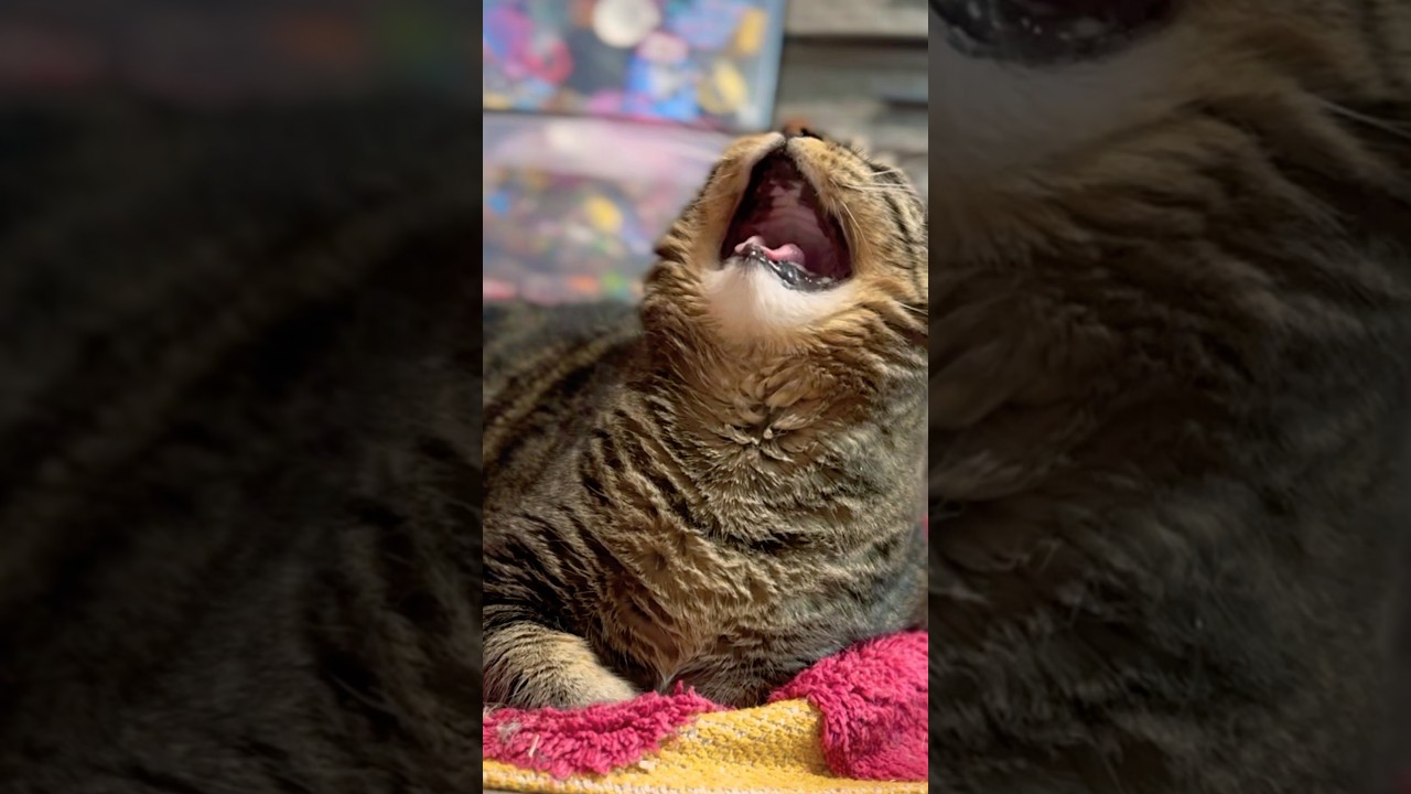 Why, ma?! #talkingcat