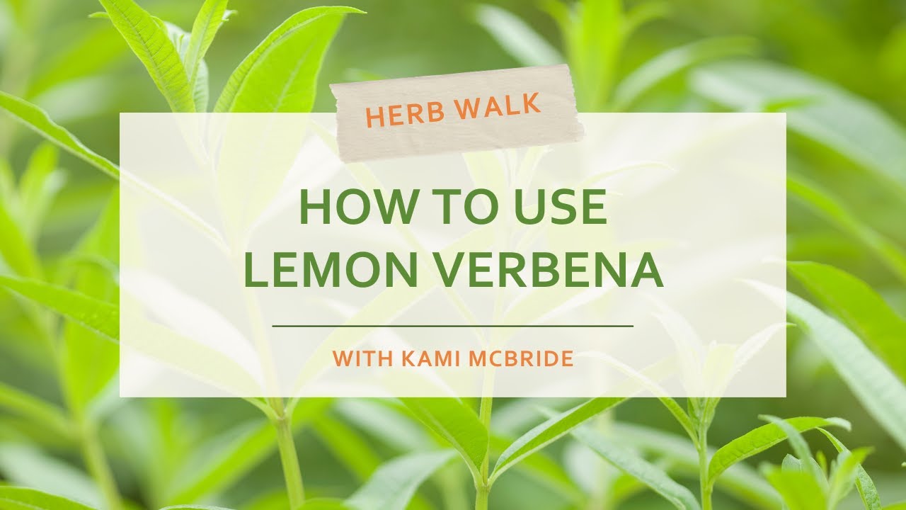 Lemon Verbena Health Benefits and Uses