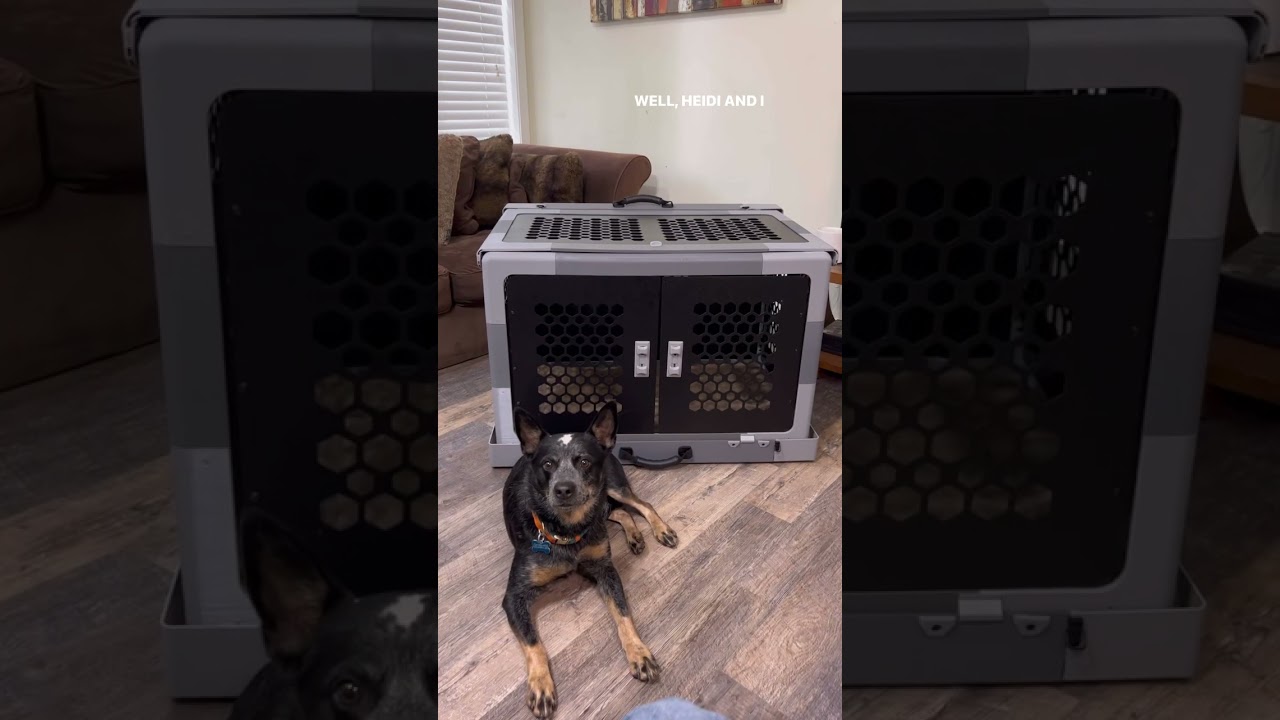 Check out the Home and Travel Collapsible Dog crate at www.murraykennelcompany.com #vetstudent
