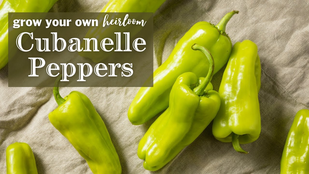 Sow Right Seeds | Cubanelle Pepper